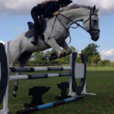 Minella Bliss Life after racing.jpg