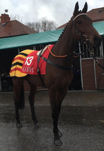 Minella Trump at Aintree sale.jpg