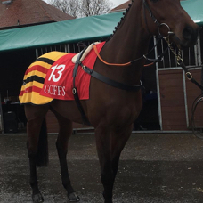 Minella Trump at Aintree sale.jpg