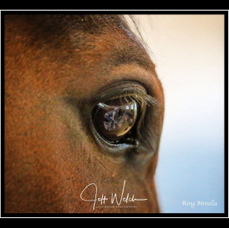 Ring Minella.jpg