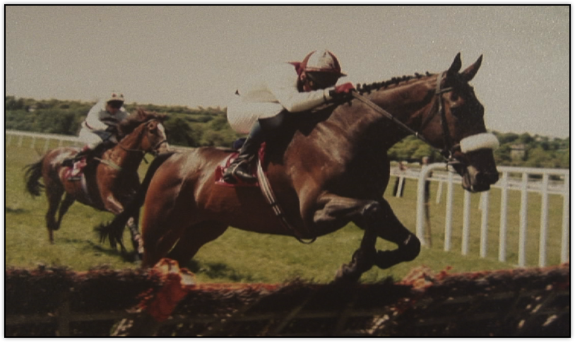 MInella leisure racehorse.